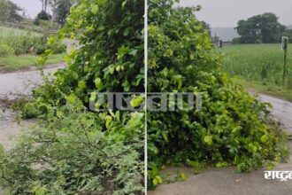 Due to strong wind and rain near Khandara, broken bushes spread on the road, fear of accident