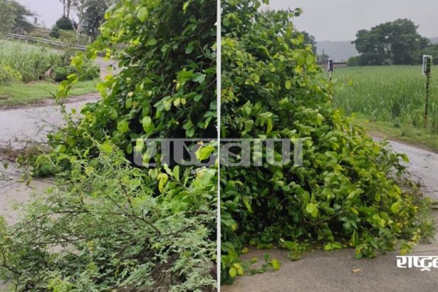 Due to strong wind and rain near Khandara, broken bushes spread on the road, fear of accident