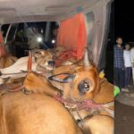 Cows were being smuggled in a Xylo vehicle at 3 am, a joint operation by Rashtriya Hindu Sena and police foiled the smuggling
