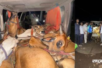 Cows were being smuggled in a Xylo vehicle at 3 am, a joint operation by Rashtriya Hindu Sena and police foiled the smuggling