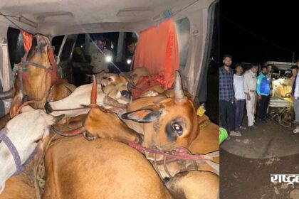 Cows were being smuggled in a Xylo vehicle at 3 am, a joint operation by Rashtriya Hindu Sena and police foiled the smuggling