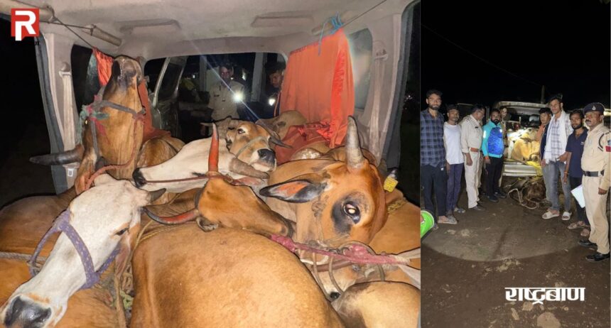 Cows were being smuggled in a Xylo vehicle at 3 am, a joint operation by Rashtriya Hindu Sena and police foiled the smuggling