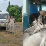 Cows were being smuggled in a traveler, Bandol police seized illegal cows and vehicles worth ₹10.55 lakh