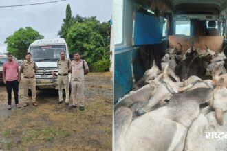 Cows were being smuggled in a traveler, Bandol police seized illegal cows and vehicles worth ₹10.55 lakh