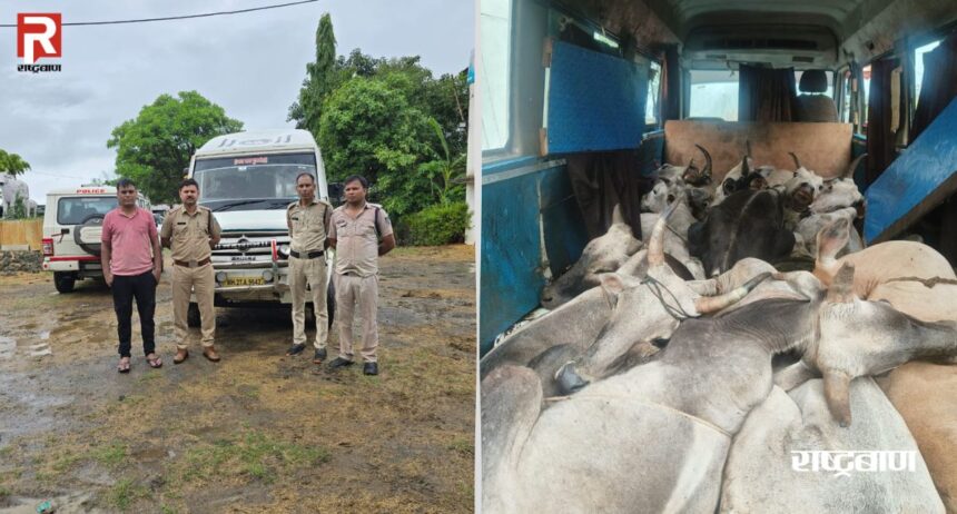 Cows were being smuggled in a traveler, Bandol police seized illegal cows and vehicles worth ₹10.55 lakh