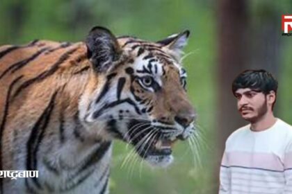 पेंच टाइगर रिजर्व
