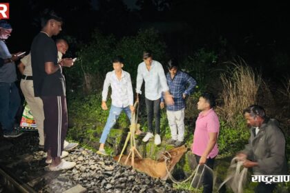घायल गाय