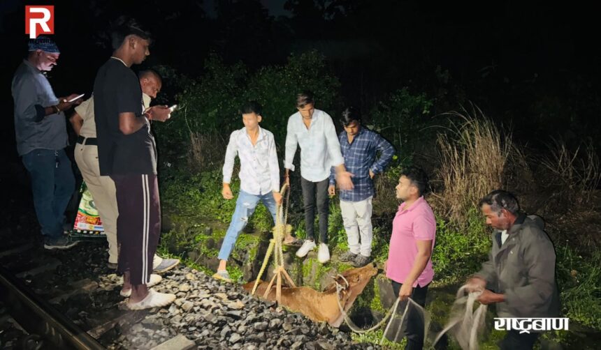 घायल गाय