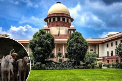 आवारा कुत्तों