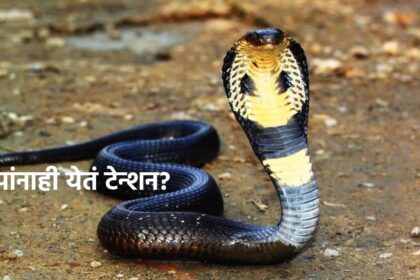 Snake Facts: माणसासारखंच सापांना टेन्शन? मग चवताळलेला नाग करतो हल्ला? जरा जपूनच राहा