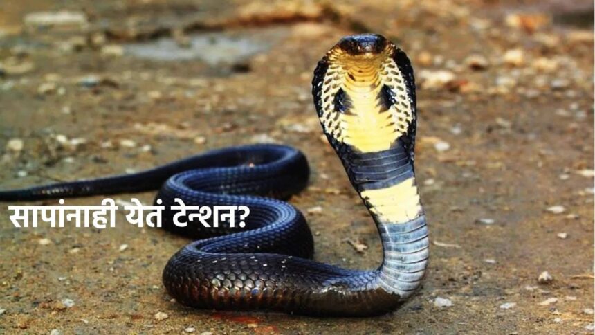 Snake Facts: माणसासारखंच सापांना टेन्शन? मग चवताळलेला नाग करतो हल्ला? जरा जपूनच राहा