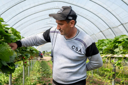 Those British Strawberries Are Being Picked by Central Asian Workers