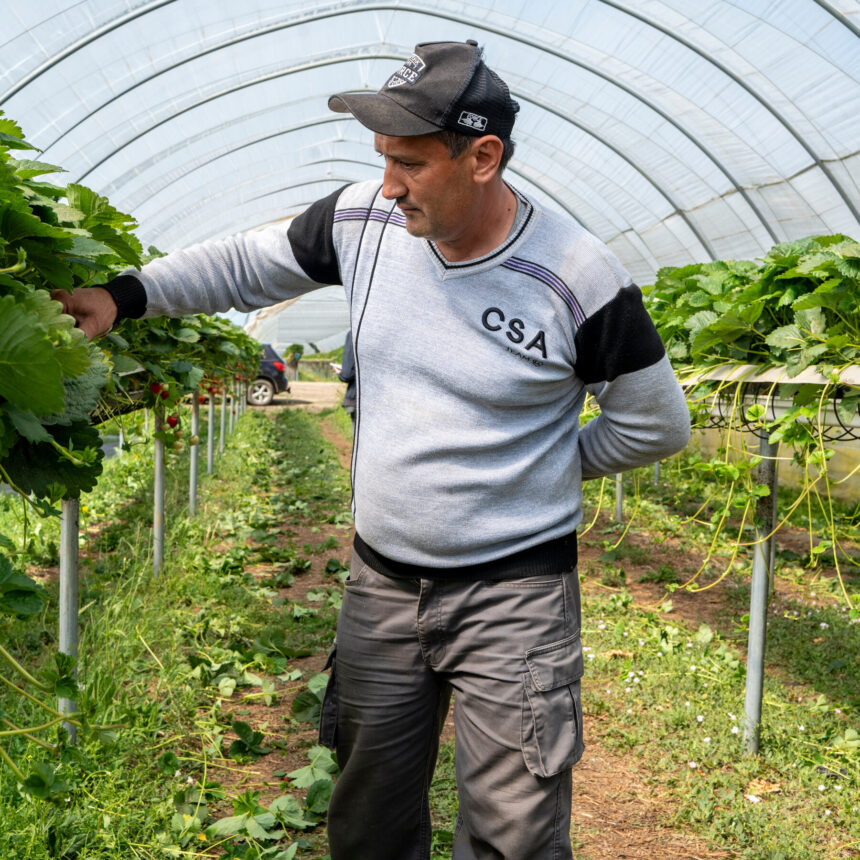Those British Strawberries Are Being Picked by Central Asian Workers