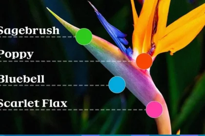 Los Angeles 2028 Olympics unveils vibrant ‘superbloom’ inspired official look