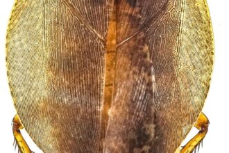 India home to 191 species of cockroaches, 60% of them are endemic, says ZSI study