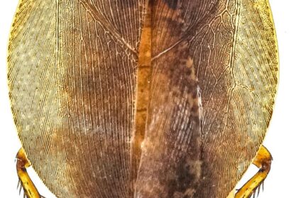 India home to 191 species of cockroaches, 60% of them are endemic, says ZSI study