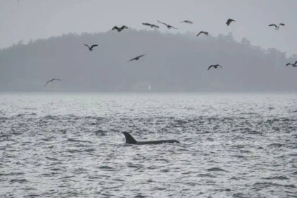 Scientists hope underwater fiber-optic cables can help save endangered orcas