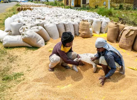 मध्य प्रदेश ने 12.10 लाख किसानों से 87.71 लाख मीट्रिक टन से अधिक गेहूं की खरीद की