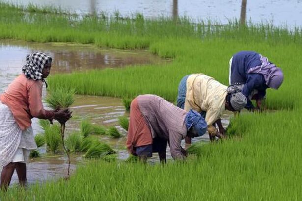 Monsoon deficit and India’s agricultural vulnerability: In graphics