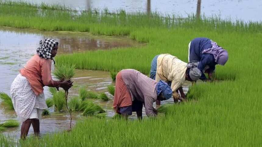 Monsoon deficit and India’s agricultural vulnerability: In graphics
