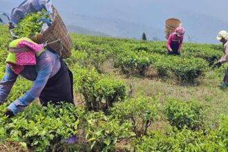 Tea garden workers union moves ILO seeking restoration of their rights in West Bengal