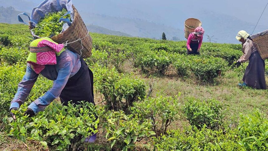 Tea garden workers union moves ILO seeking restoration of their rights in West Bengal