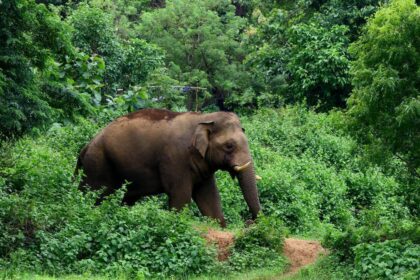 Man killed in wild elephant attack in Kerala’s Athirappilly; protest hartal called