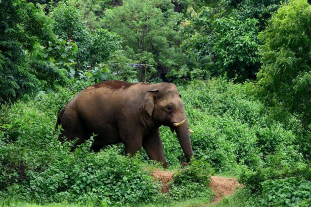 Man killed in wild elephant attack in Kerala’s Athirappilly; protest hartal called