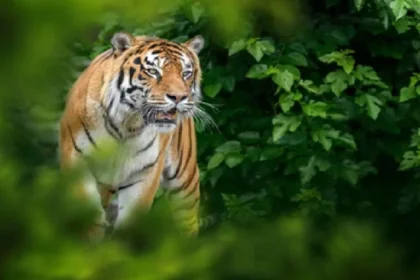 महाराष्ट्र के चंद्रपुर में बाघ ने किया हमला, चार महिलाओं की मौत; तेंदू के पत्ते कर रही थी इकट्ठा