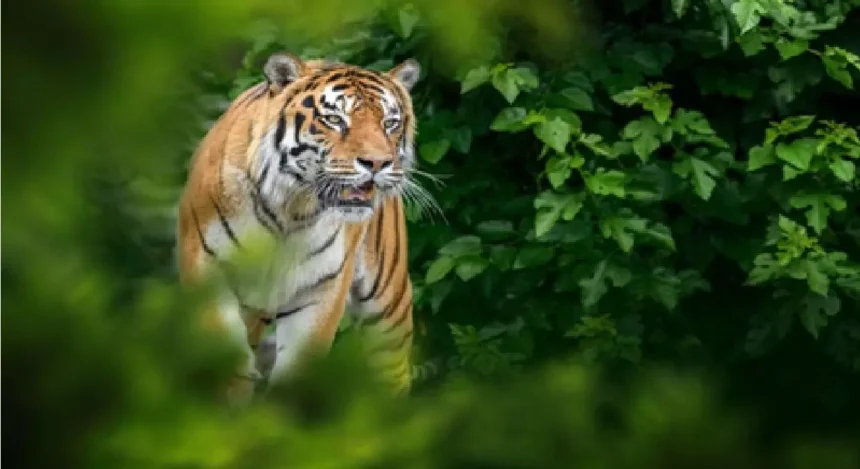 महाराष्ट्र के चंद्रपुर में बाघ ने किया हमला, चार महिलाओं की मौत; तेंदू के पत्ते कर रही थी इकट्ठा