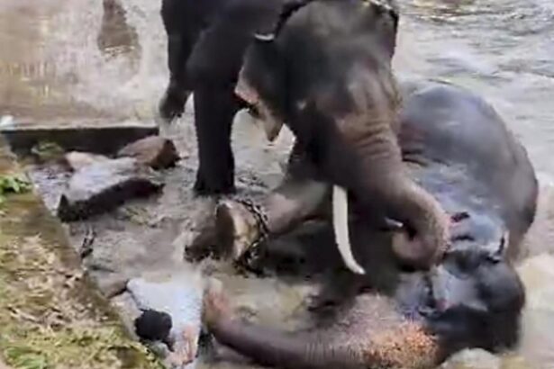Dubare jumbo fight: Elephant Marthanda dies a day after fatal clash