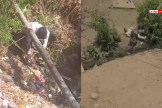 Dhar News: 4 लोगों को बनाया था निशाना, जमीन पर पटककर तेंदुए के ऊपर बैठा युवक, वीडियो वायरल