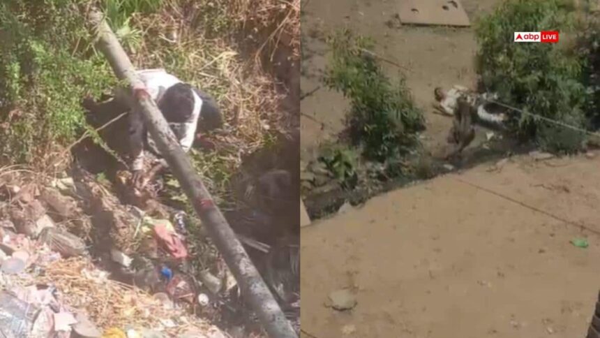 Dhar News: 4 लोगों को बनाया था निशाना, जमीन पर पटककर तेंदुए के ऊपर बैठा युवक, वीडियो वायरल