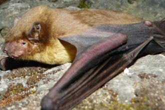 India’s wind farms might be endangering bats, say wildlife experts