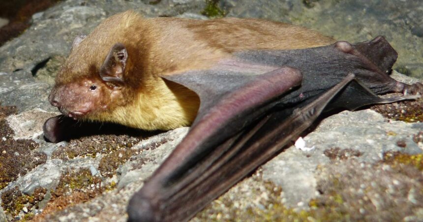 India’s wind farms might be endangering bats, say wildlife experts