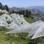 Himachal News: सेब पर मौसम की मार, 75% तक फसल तबाह होने का अनुमान, 5000 करोड़ की आर्थिकी पर खतरा