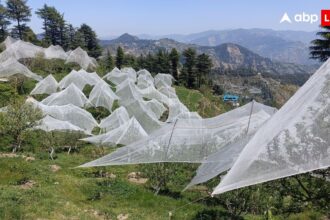 Himachal News: सेब पर मौसम की मार, 75% तक फसल तबाह होने का अनुमान, 5000 करोड़ की आर्थिकी पर खतरा