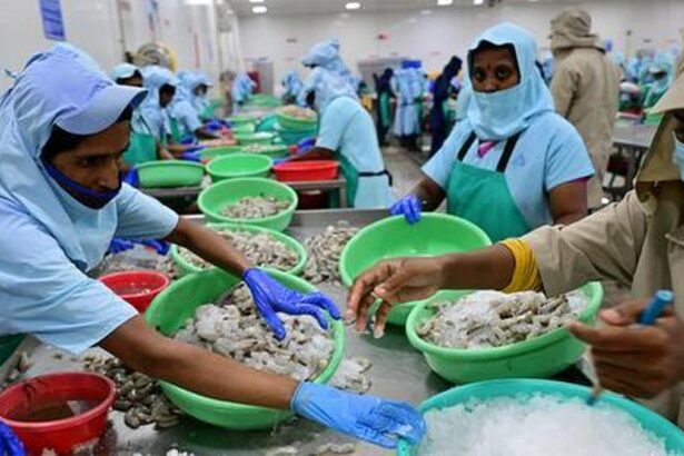 Rise in shrimp feed prices leaves aqua farmers in deep waters in Andhra Pradesh