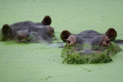 Can relocating Pablo Escobar’s hippos to Anant Ambani’s Vantara solve Colombia’s problem?