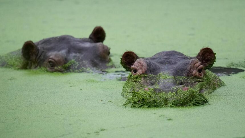 Can relocating Pablo Escobar’s hippos to Anant Ambani’s Vantara solve Colombia’s problem?
