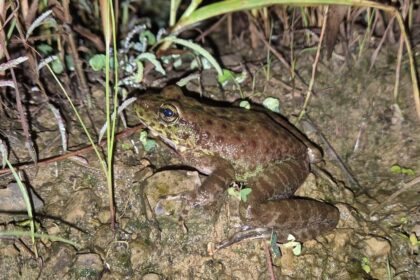 Nagaland yields a new-to-science cascade frog species