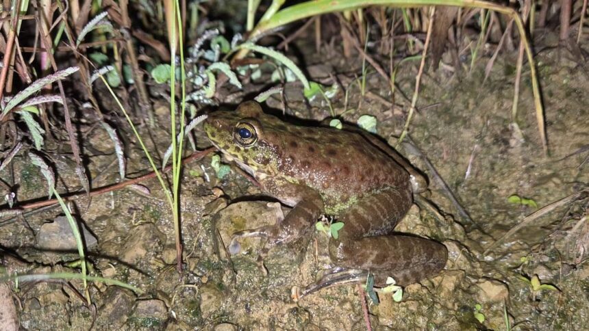 Nagaland yields a new-to-science cascade frog species