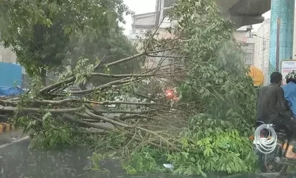 तेज आंधी और बारिश से नोएडा में व्यापक नुकसान, करीब 400 पेड़ गिरे, युद्धस्तर पर राहत कार्य