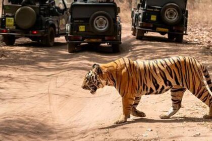Tiger kills woman in M.P.'s Bandhavgarh reserve area; angry locals ‘assault’ forest staff