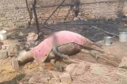 भुसावर के रणधीरगढ़ में छप्परपोश घर में आग, एक भैंस की मौत और सामान राख