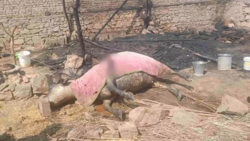 भुसावर के रणधीरगढ़ में छप्परपोश घर में आग, एक भैंस की मौत और सामान राख