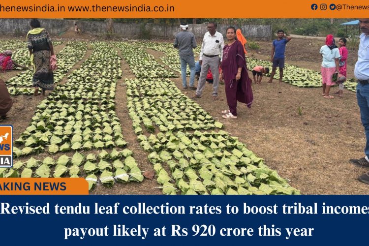 Revised tendu leaf collection rates to boost tribal incomes, payout likely at Rs 920 crore this year