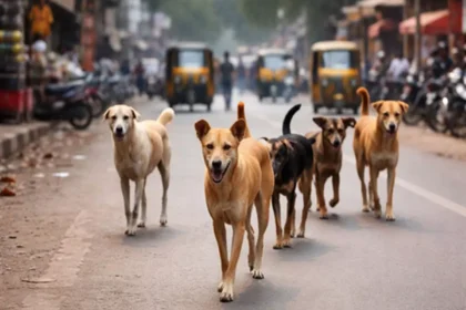कानपुर में रॉटविलर का कहर: महिला पर 13 जगह हमला