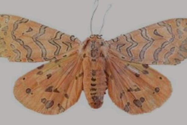 Discovery of new moth genus in Kerala’s Idukki highlights Western Ghats’ hidden biodiversity